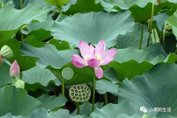 接天蓮葉無窮碧映日荷花別樣紅長垣小遊園