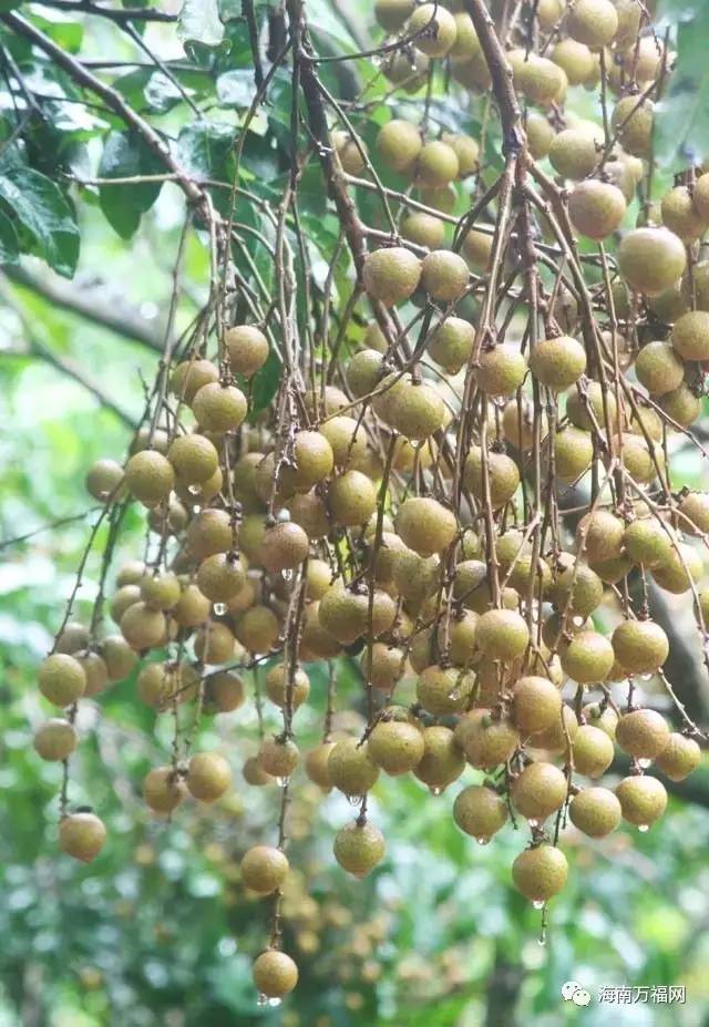 龙眼采摘亲子游 农家乐美食大餐!龙眼园首次开园采摘,报名要趁早!