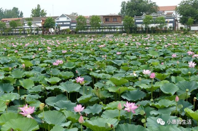 接天蓮葉無窮碧映日荷花別樣紅長垣小遊園