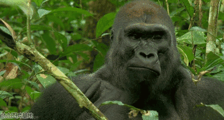 大猩猩gif表情包图片
