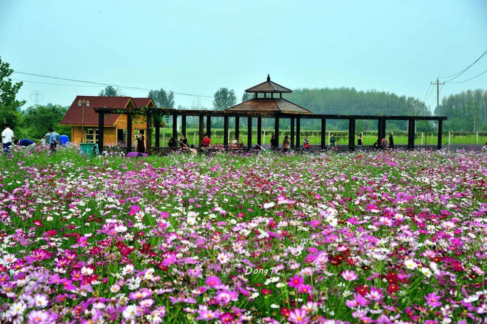 廬江湯池天鳴花海二期盛大開園暢遊浪漫王國感受花海之美