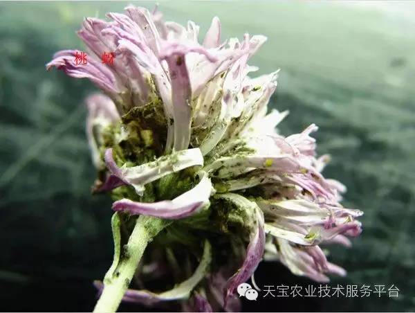 史上最全刺吸式口器害虫高清图谱!经典收藏!