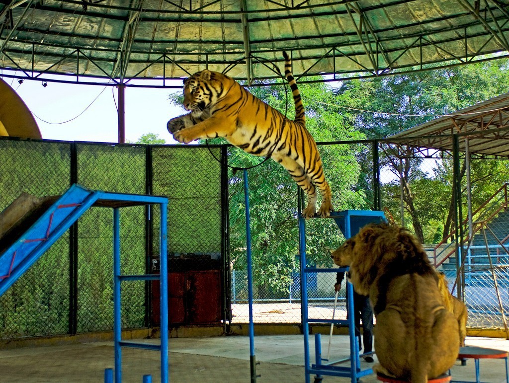 秦皇島新奧海底世界野生動物園一日遊