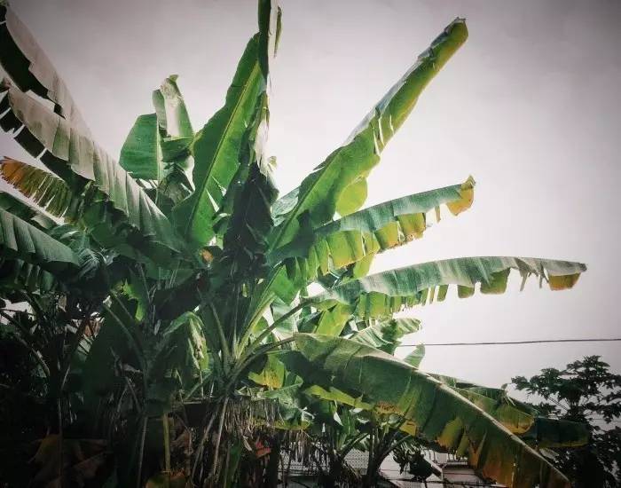 芭蕉不展丁香结雨夜偷心好题诗