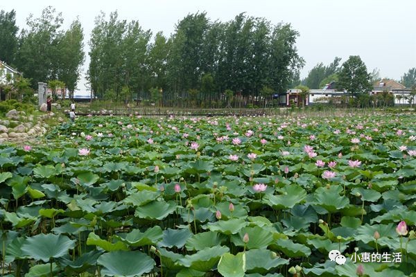 接天蓮葉無窮碧映日荷花別樣紅長垣小遊園