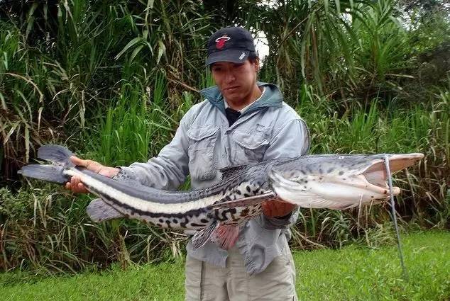 麦克鸭嘴在英语中被称为firewood catfish,即柴火鲶鱼,这来源于当地人