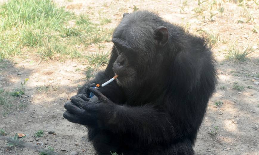 cn而之前,在南非的一所动物园,也有一只大猩猩,因为爱抽烟而声名远播