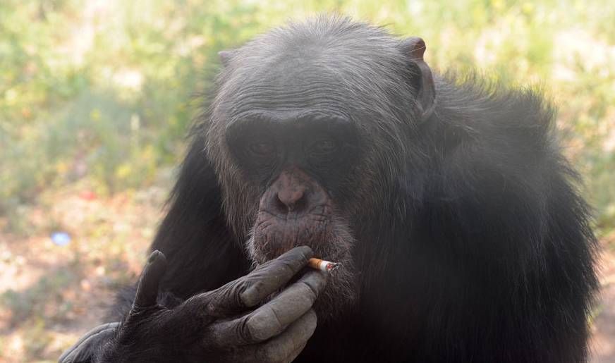 cn而之前,在南非的一所动物园,也有一只大猩猩,因为爱抽烟而声名远播