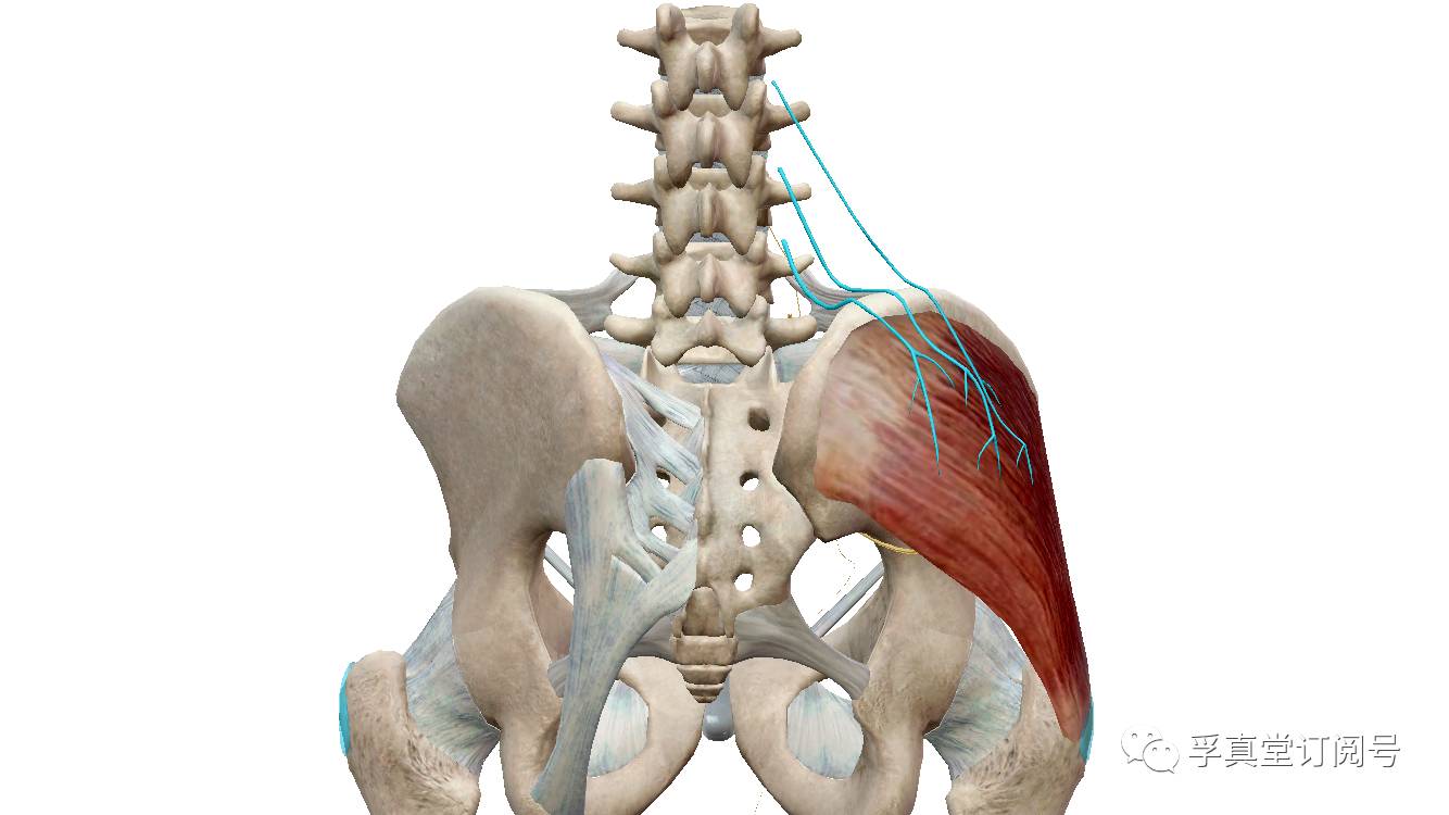梨状肌位置较深,其下有坐骨神经通过起于骶骨背面,骶棘韧带