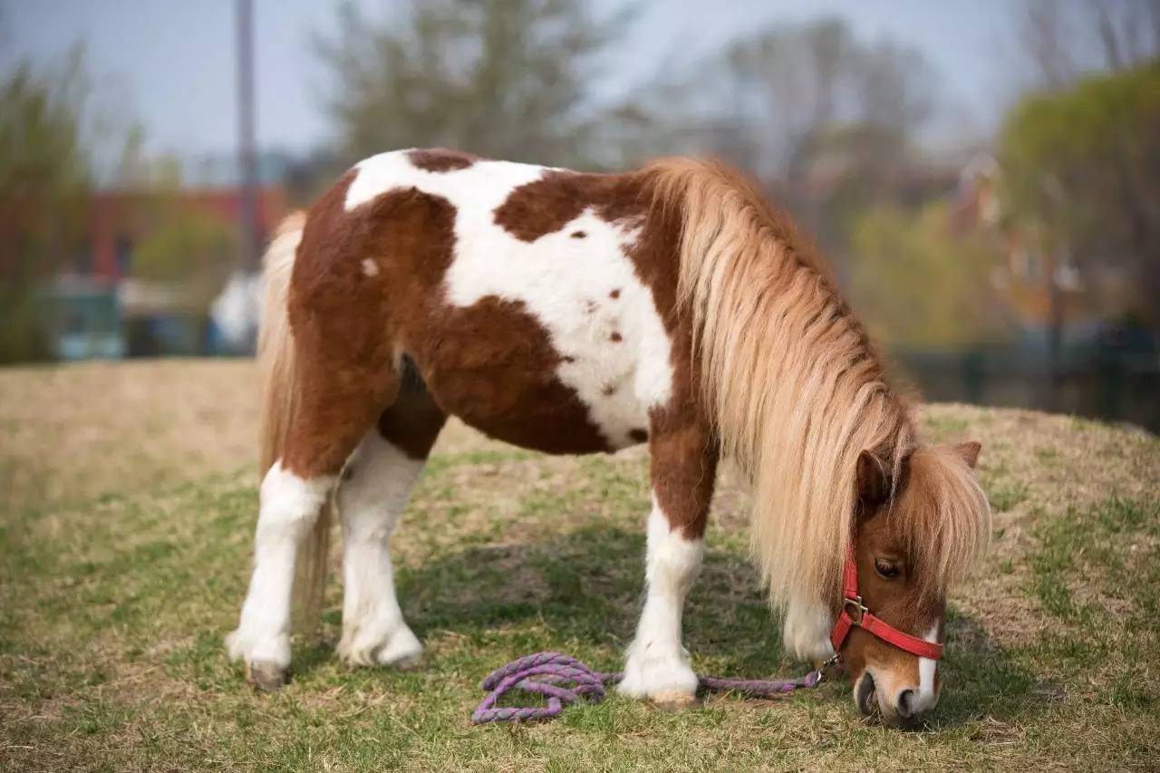 pony馬體驗營