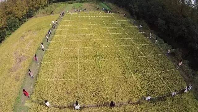 帶學生和上海的家庭 在稻田上感知一畝地有多大,產量有多少