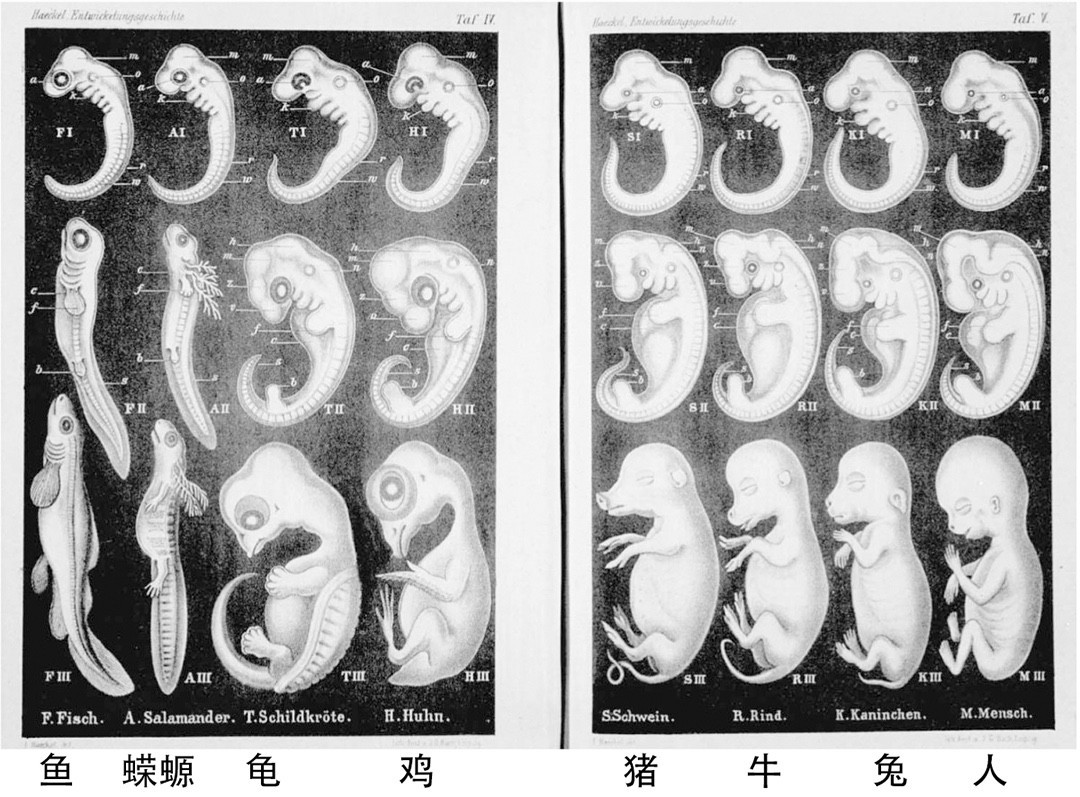 猫咪胚胎生长发育过程图片