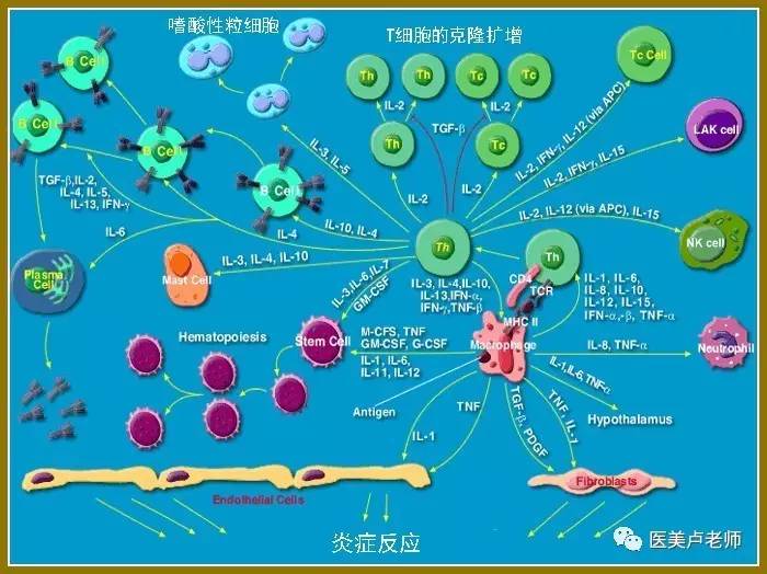 急性炎症性的应答局部反应