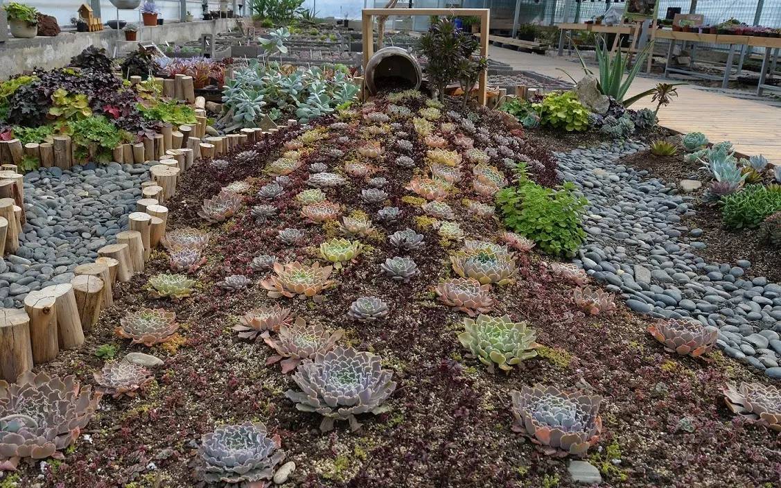 花卉绿植适合贵州露地生长的多肉植物