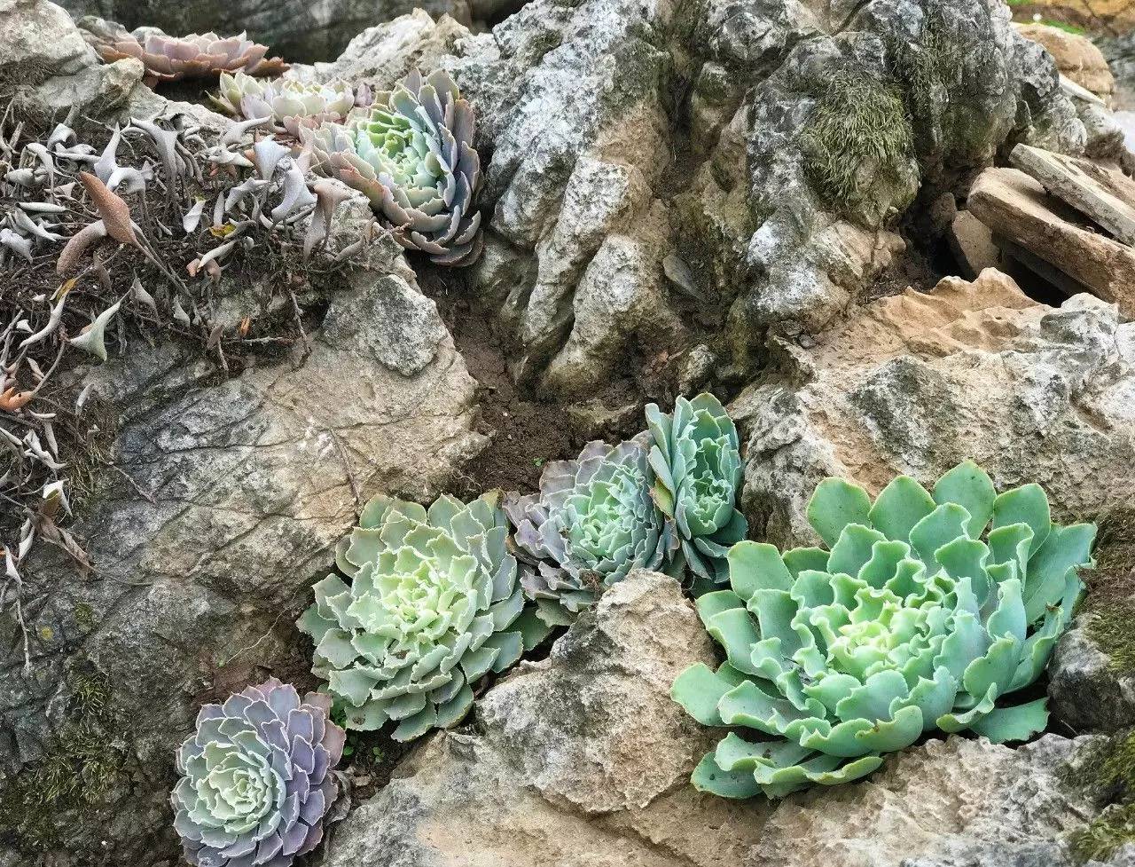 花卉绿植适合贵州露地生长的多肉植物