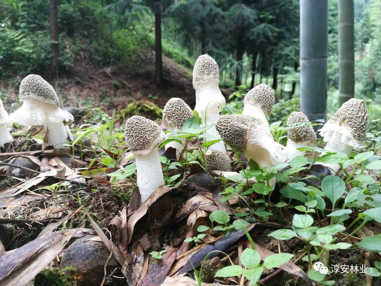 竹蓀菌蕾形成溫度20~30℃,子實體的生長(開裙)溫度18~32℃,當溫度過高