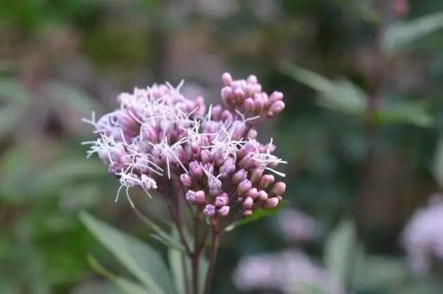 別名:蘭,蘭草,大澤蘭,香水蘭,女蘭,香草,千金草.佩蘭為多年生草本.