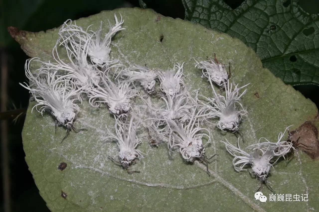 若虫体常被有弯曲的长蜡丝,此为羽化后的蜕皮