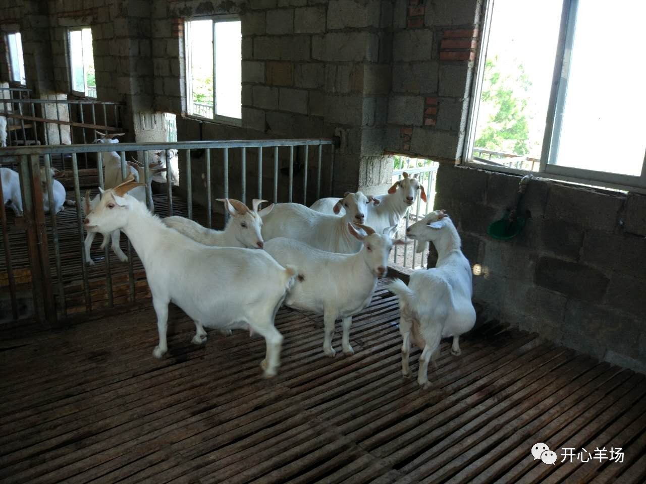 河南夏洛莱羊养殖场图片