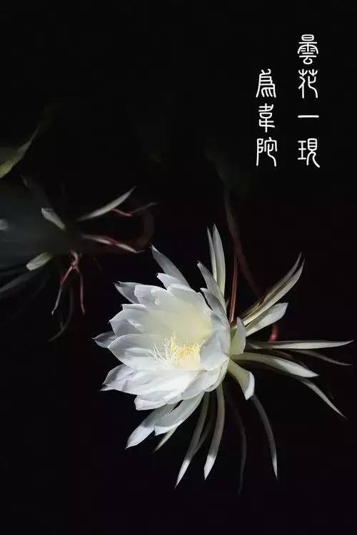 昙花一现,美在瞬间却也因为开放的短暂使得无数人无缘欣赏如果你不曾