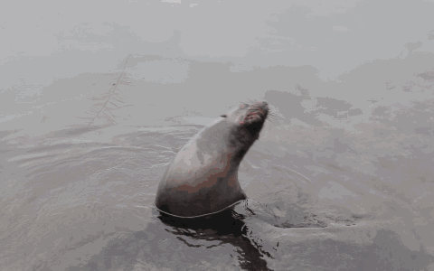 海狮拍肚皮gif动态图图片
