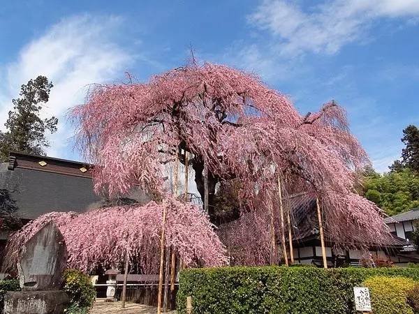 青龙寺垂枝樱花图片