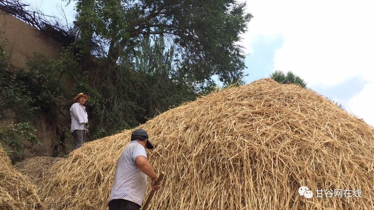 碾场,就是把麦子铺在场上用拖拉机拉着碌除进行磙压的过程,几千年的