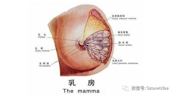 乳腺四大区域图图片