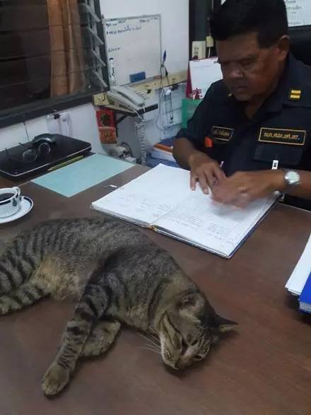 泰国一只偷溜进警局的猫咪,摇大摆的睡在办公桌上!