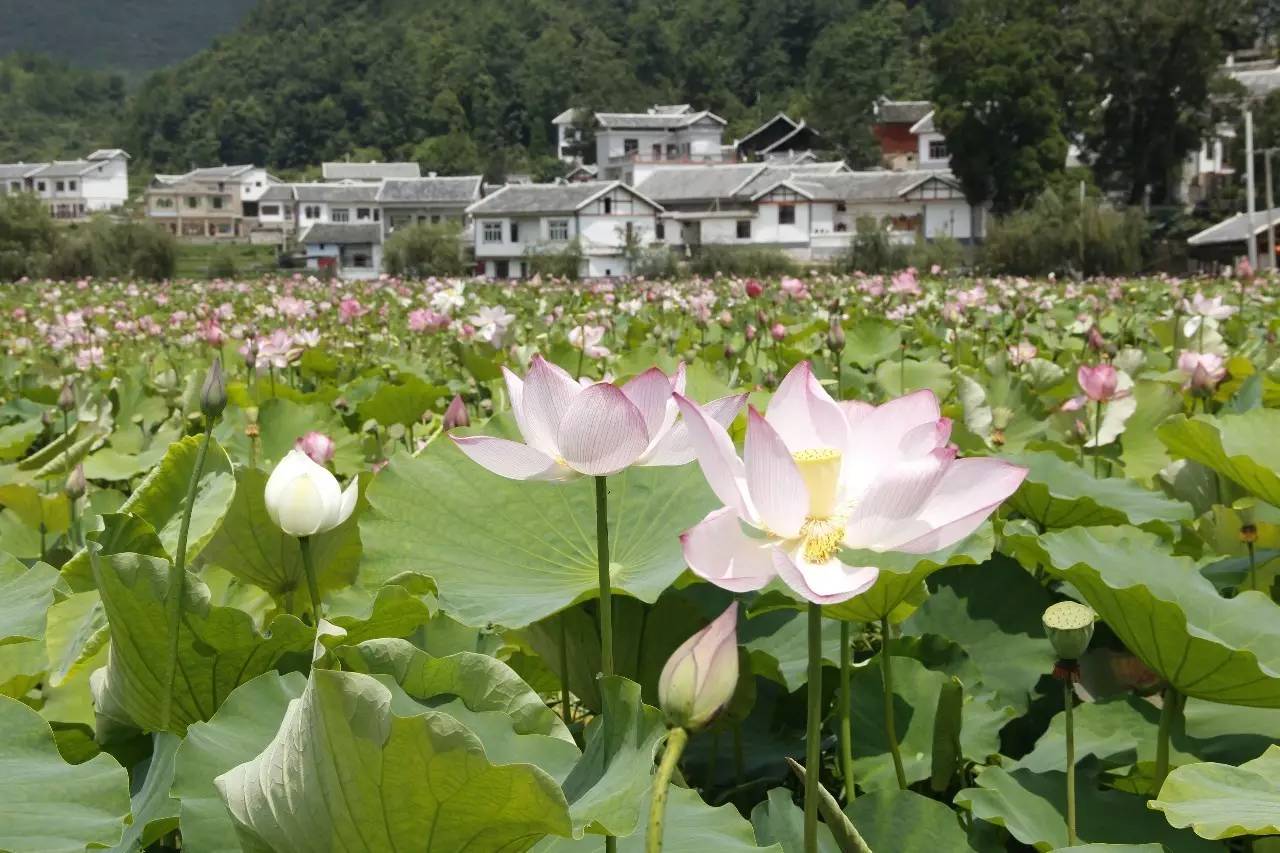 赏荷花看美女听故事长顺县白云山镇中院村布依民族风情节等你来