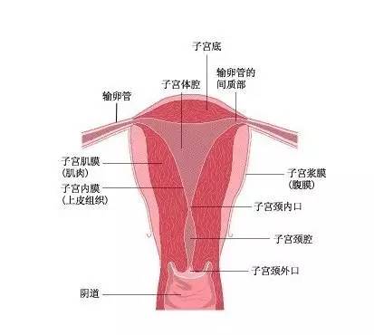 子宫内膜薄影响试管成功该怎么办