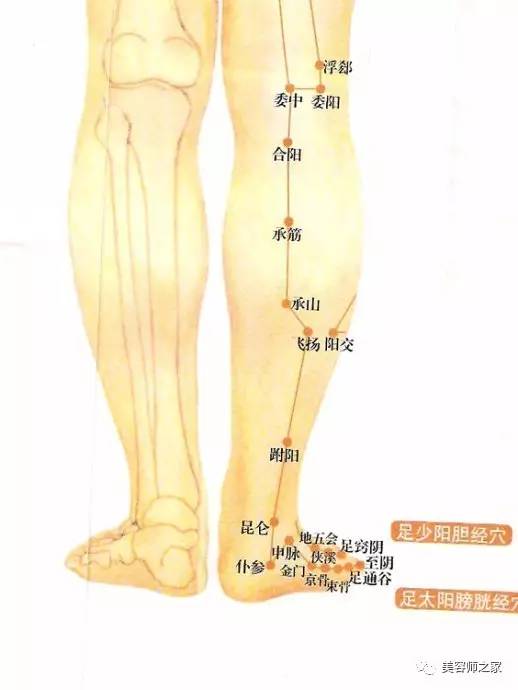 腿部的经络图 清晰图片