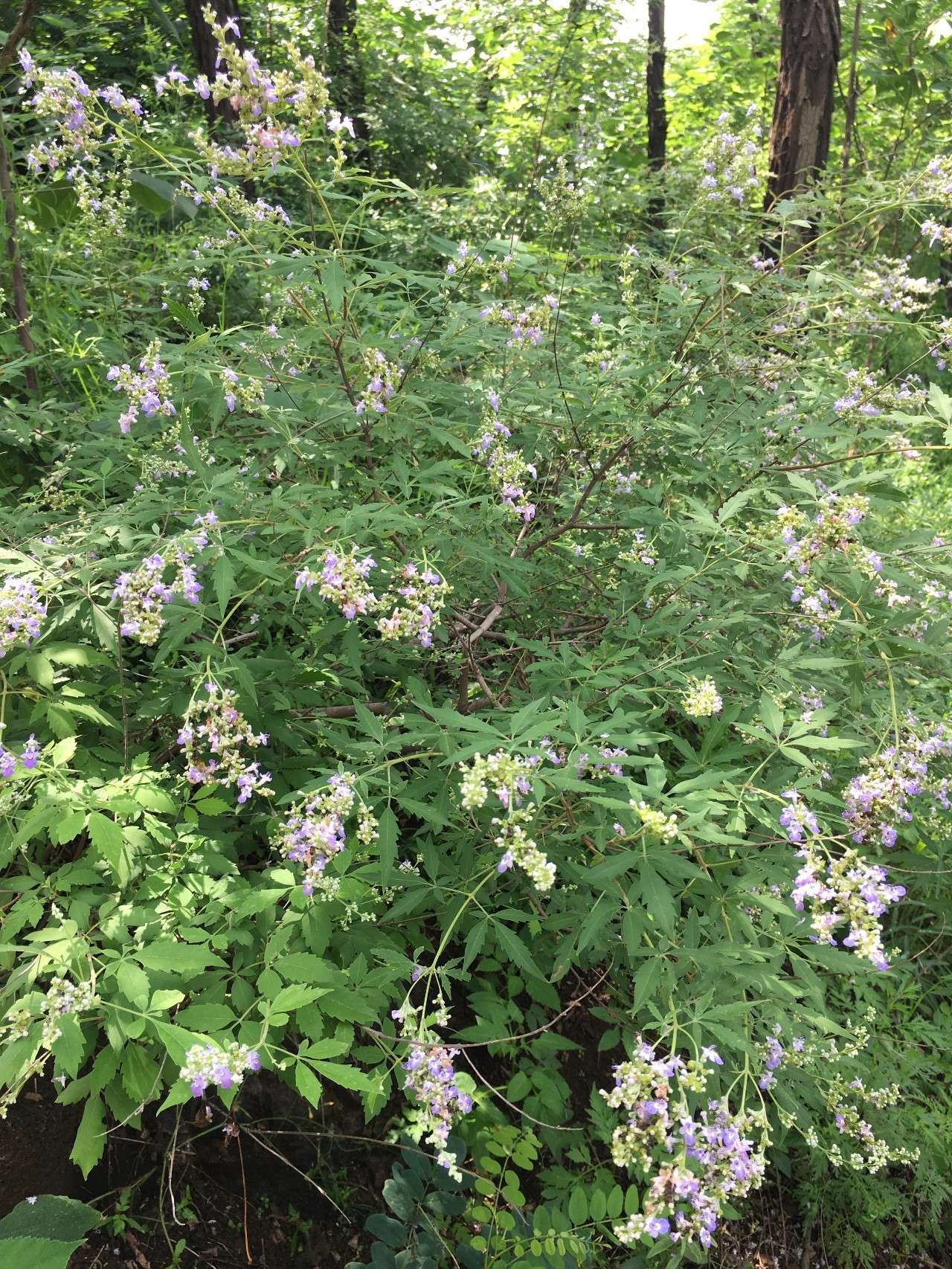 荆花荣茂图片