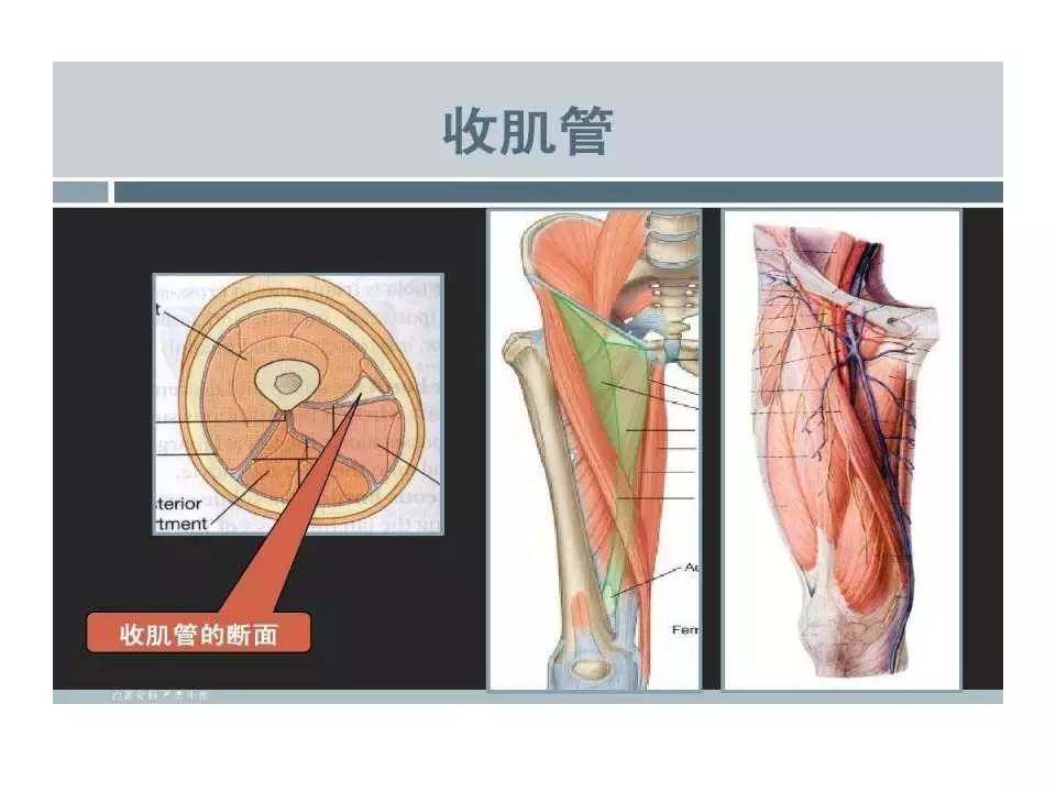 收肌管位置示意图图片