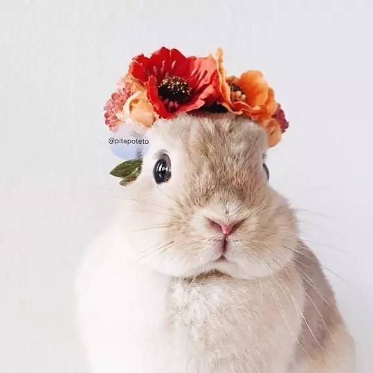兔子带头上的图图片