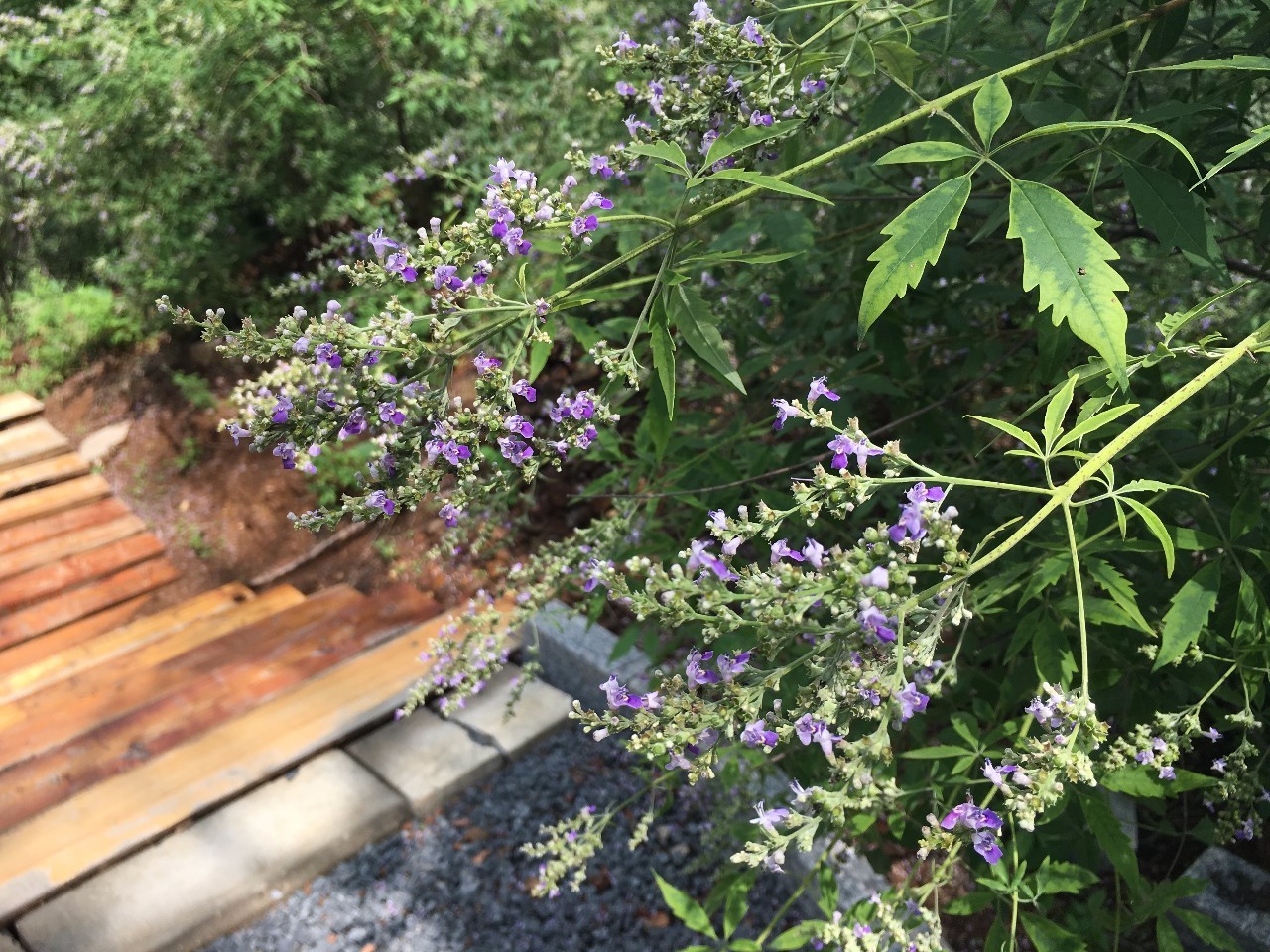 这里草木萋萋荆花漫山您可识我闺中字