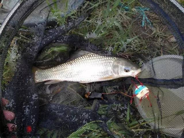 觀看釣鯪魚的小經歷