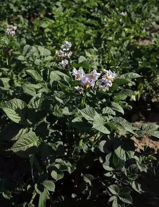 隆德山裡的麥子熟咧洋芋胡麻開花咧沒有比田園更美的畫卷