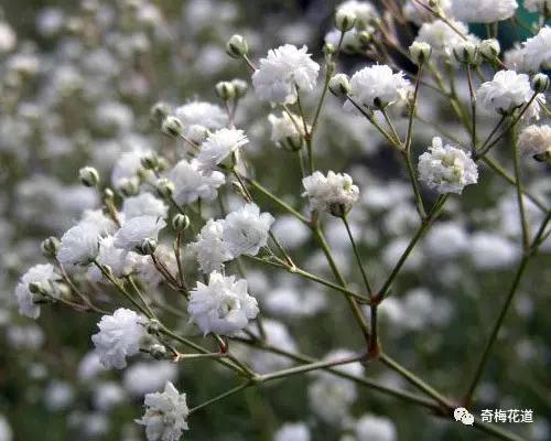 花蕊黃色,花瓣薄如紗,晶瑩透亮,似水晶一般,聞起來略有清香.