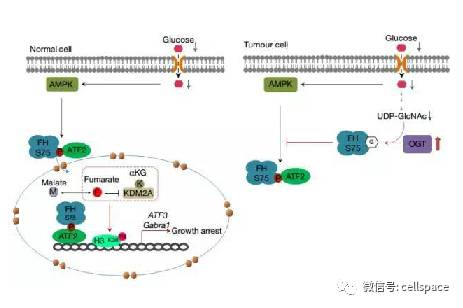 nat cell biol:上海交大蒋玉辉课题组首次揭示了延胡索酸水合酶调节