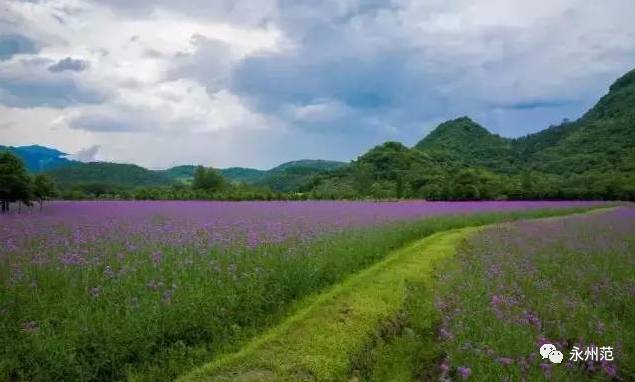 仙村紫薇山图片