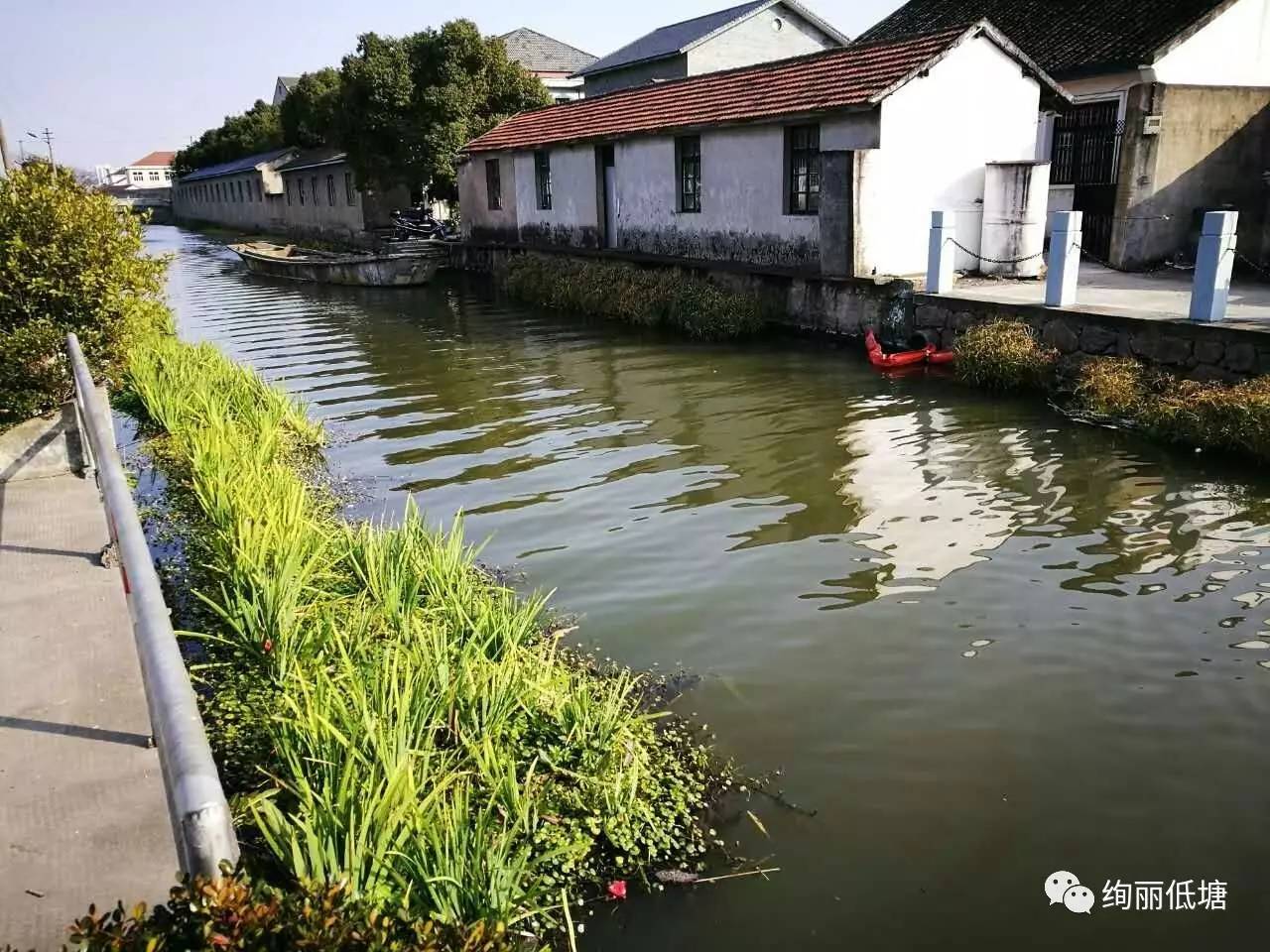 街道開展生態水草種植推進河道生態修復