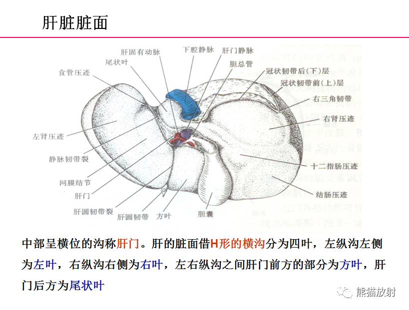 解剖上腹部ct断层双语肝脏解剖及肝段分布腹部淋巴结分布