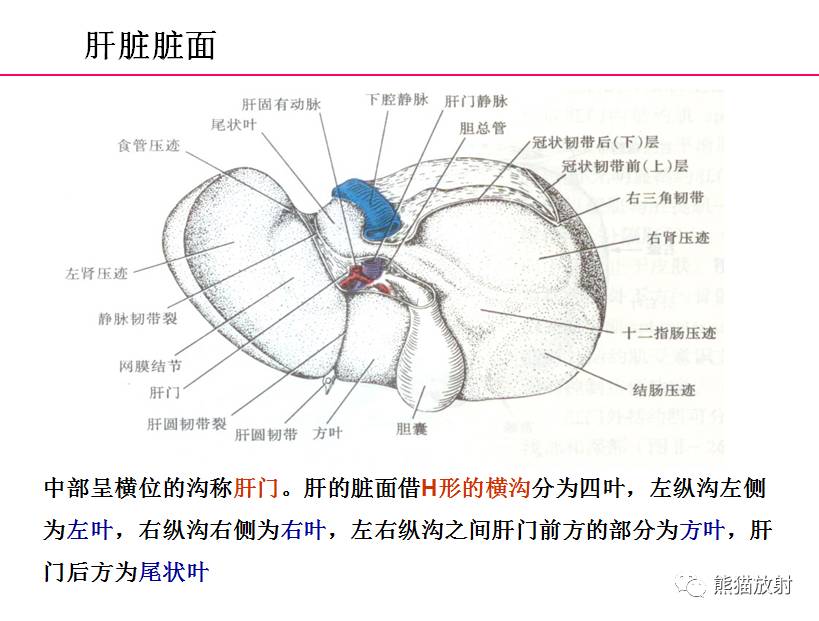 肝脏工字部的组成图片图片