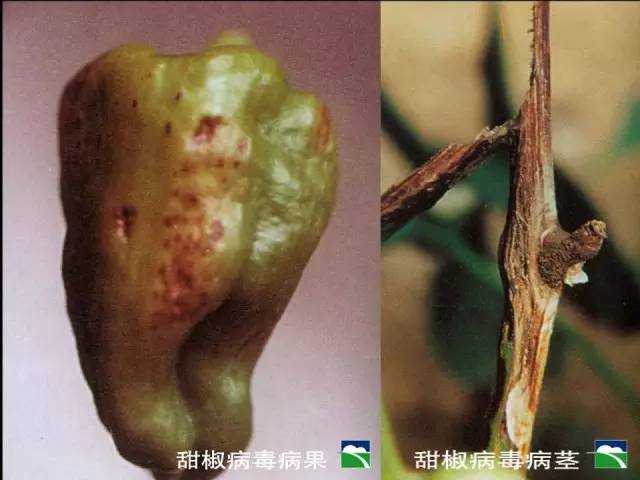 甜椒黄化条斑病毒病图片