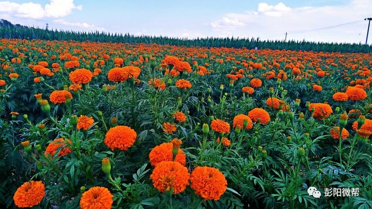 彭陽花海孟塬萬壽菊之鄉