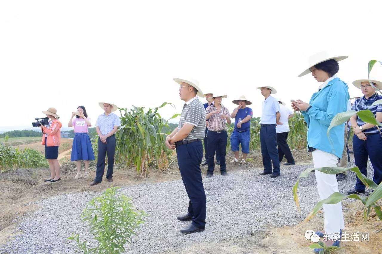 广元市苍溪县人大常委主任冯明带队视察东溪,桥溪,石灶,高坡,龙洞等