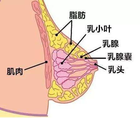 注意| 乳房疼痛的8種原因,女人千萬千萬不能忽視!