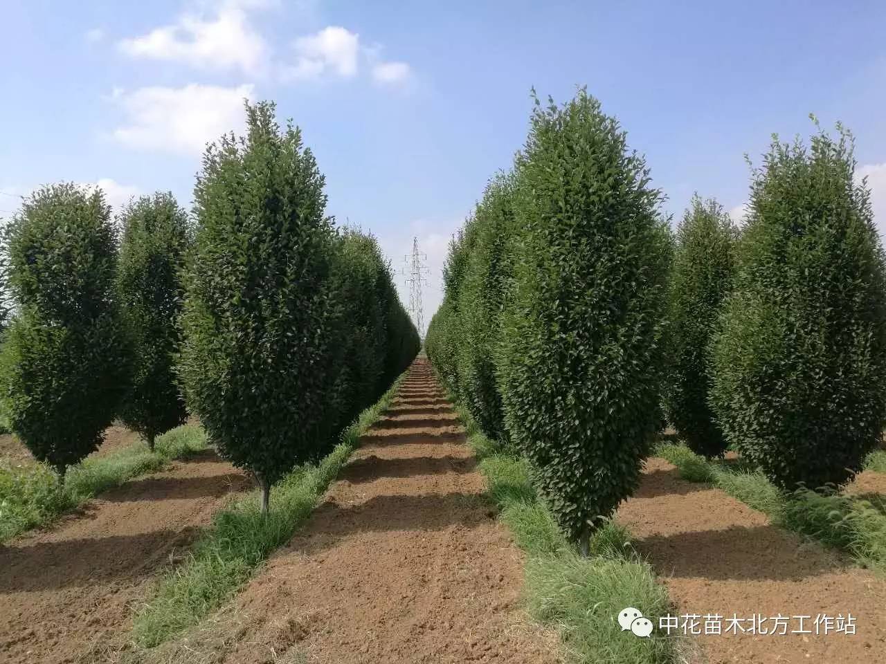 基地的叢生苗木考察團在美心生態苗圃基地合影留念南京江園花木場的