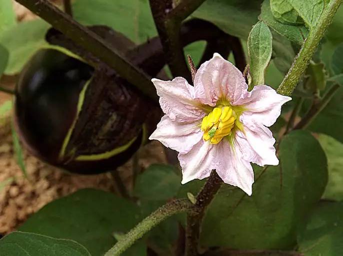 【影像】平淡 茄子花